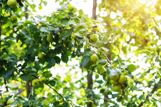 Beautiful garden, pear tree with fruits on branches