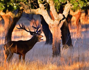 Naklejka premium Portrait of majestic powerful adult red deer stag.
