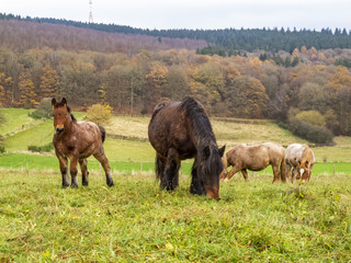 Ardennes foals and mares grazing in a Belgian pasture on a rainy November day