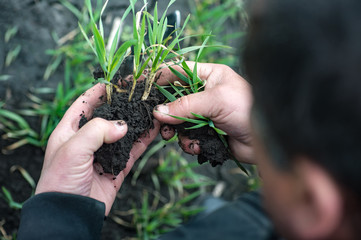 Agronomist or farmer hands are checking the seedling into the soil, agro industry concept.