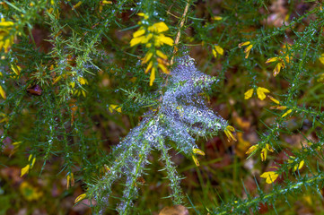 field flowers green trees