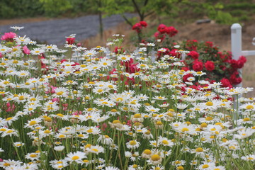 Many flowers in spring.