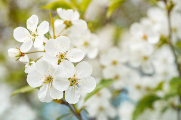 Branch of cherry blossoms with beautiful flowers. White nature background.