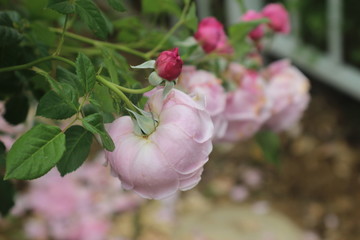 The roses in the garden.