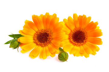 Orange calendula flowers isolated on white background
