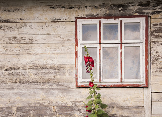 Window of an old wooden house with red hollyhocks flowers growing near it (concept ethnostil)