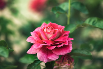 Rose flower on green foliage background close up
