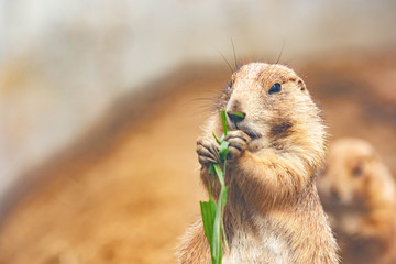 プレーリードッグ