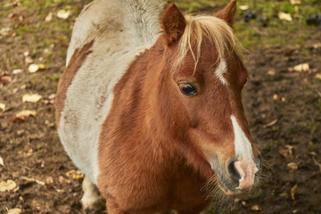 Fototapeta premium Close up view of a small brown spotted pony standing on brown soil.