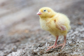 Yellow chicken on the farm background