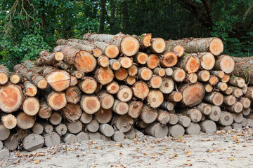 Empilement de rondins de bois en forêt