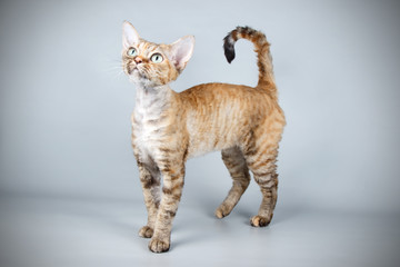 Devon rex cat on colored backgrounds