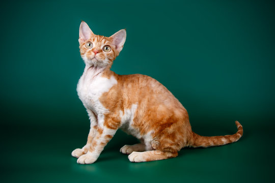 Devon rex cat on colored backgrounds