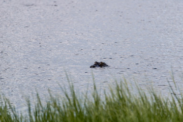 Swimming Alligator