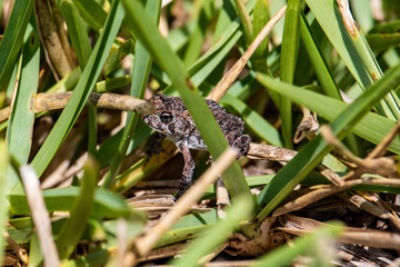 Little toad