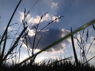 grass and sky