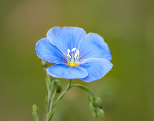 flax flower. A  blue flax blossoms. Close-up at spring shallow depth of field.