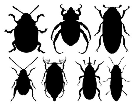 Set of Beetles pests. Colorado beetle, Anisoplia austriaca, Dermestes maculatus, Aphthona, Cockchafer, Weevil, Click beetle. Vector black outline silhouette.