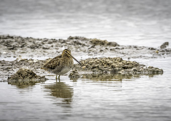 Snipe on edge of scrape on Autumn morning