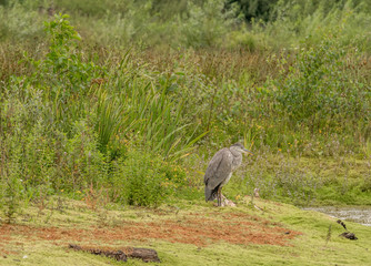 Grey Heron resting and watching for prey at Brockholes nature reserve, Brockholes, Preston, Lancashire, UK