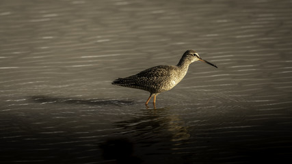 Spotted Redshank on a beautiful Autumn morning