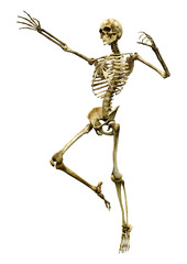 3D Rendering Human Skeleton on White