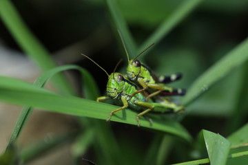 Accouplement de criquets