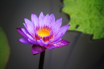 lotus