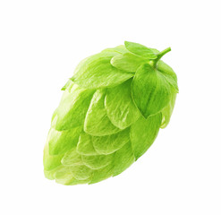 photo of a fresh green hops on a white background as an element for creating a logo