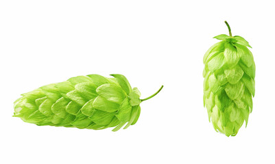 Two hop cones  isolated on white background.