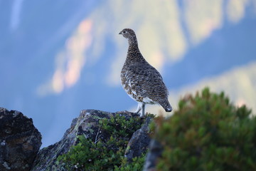 Grouse on the mountain in Japan