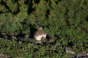 Grouse family on the mountain in Japan