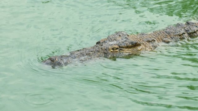 crocodile swims in the water