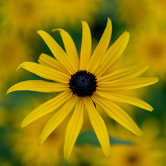 Single Black-eyed Susan on blurred background of yellow flowers