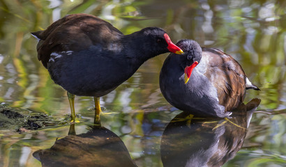 meerkoeten in het park