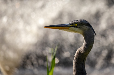 Blauwe Reiger in park