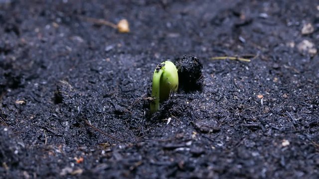Growing seed time lapse