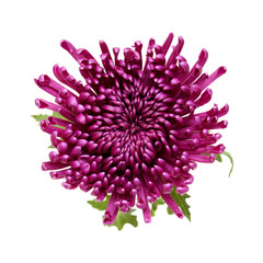 dark lilac chrysanthemum