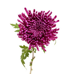 dark lilac chrysanthemum