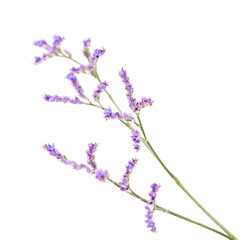 small pale flowers of limonium