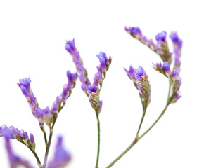 small pale flowers of limonium