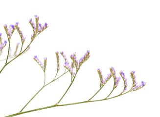 small pale flowers of limonium