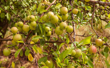 Ripe apples on a branch in orchard.