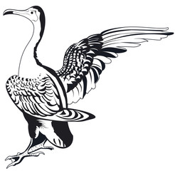 cormorant en noir et blanc