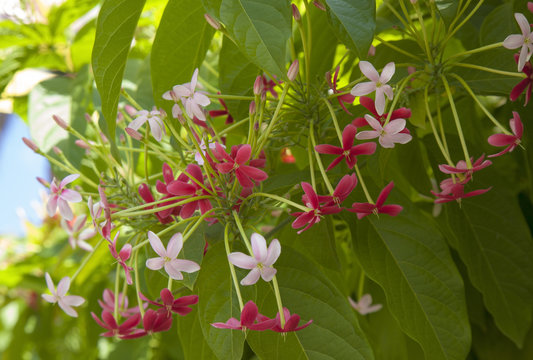 Chinese honeysuckle background