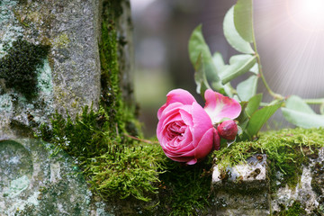 Church-yard, Friedhof, Allerheiligen, Allerseelen, Rose, Grab, Sonnenstrahlen, Textraum, copy space