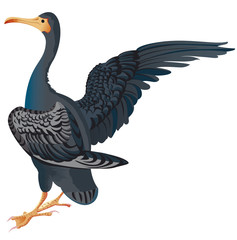 cormoran en couleur isol&eacute;