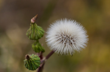Fluffy Dandelion