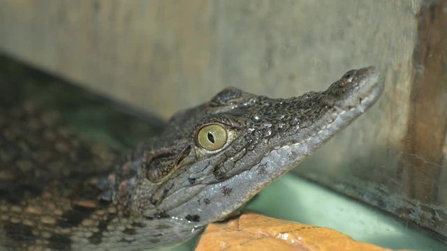 little crocodile in the aquarium