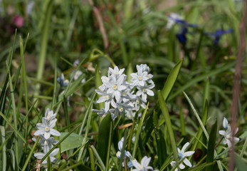 Striped squill in meadow